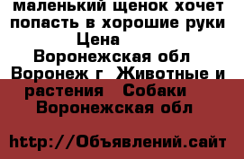 маленький щенок хочет попасть в хорошие руки › Цена ­ 500 - Воронежская обл., Воронеж г. Животные и растения » Собаки   . Воронежская обл.